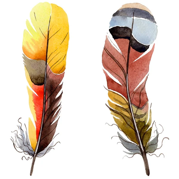 Watercolor bird feather from wing isolated. — Stock Photo, Image