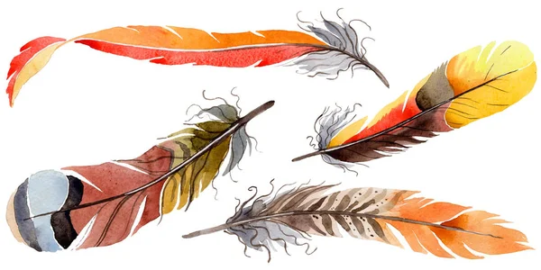 Suluboya kuş tüyü izole kanat üzerinden.