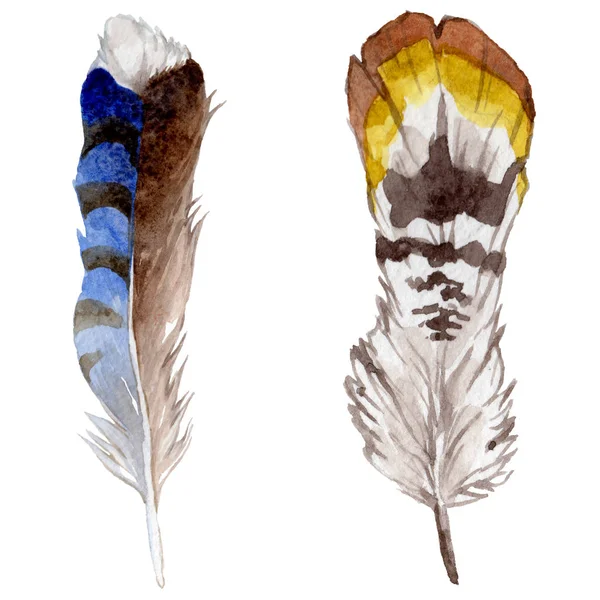 Suluboya kuş tüyü izole kanat üzerinden.