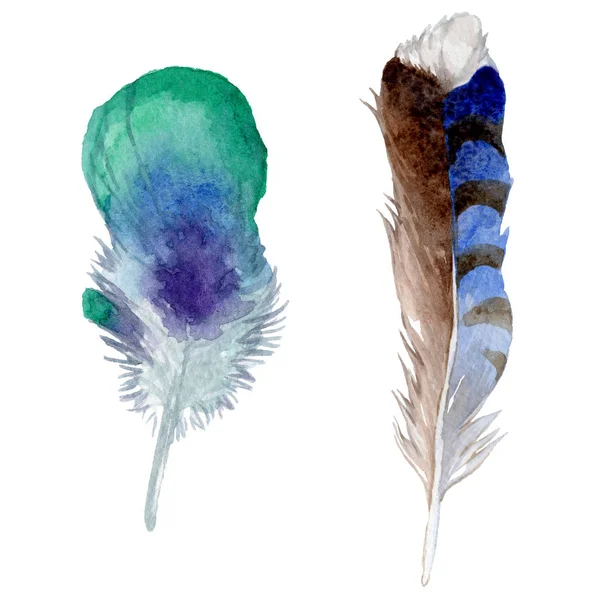 Suluboya kuş tüyü izole kanat üzerinden.