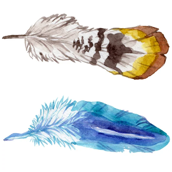 Suluboya kuş tüyü izole kanat üzerinden.