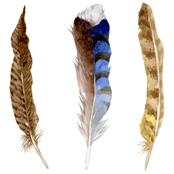 Suluboya kuş tüyü izole kanat üzerinden.