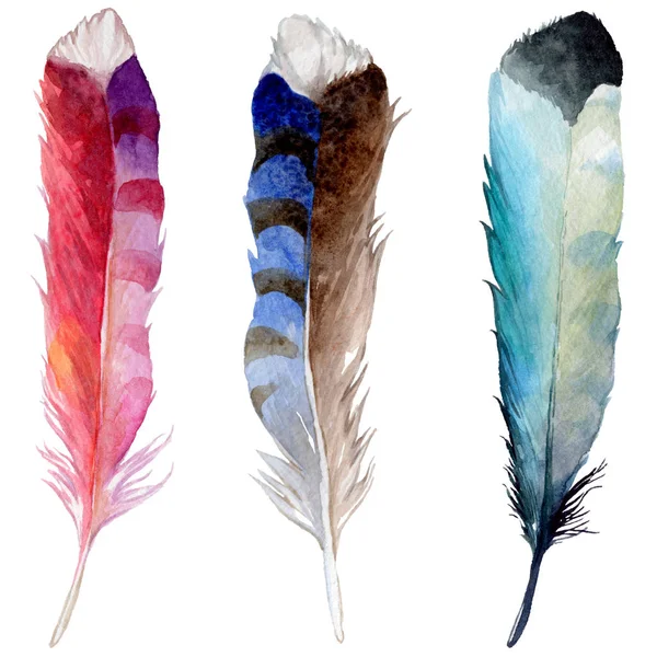 Watercolor bird feather from wing isolated. — Stock Photo, Image