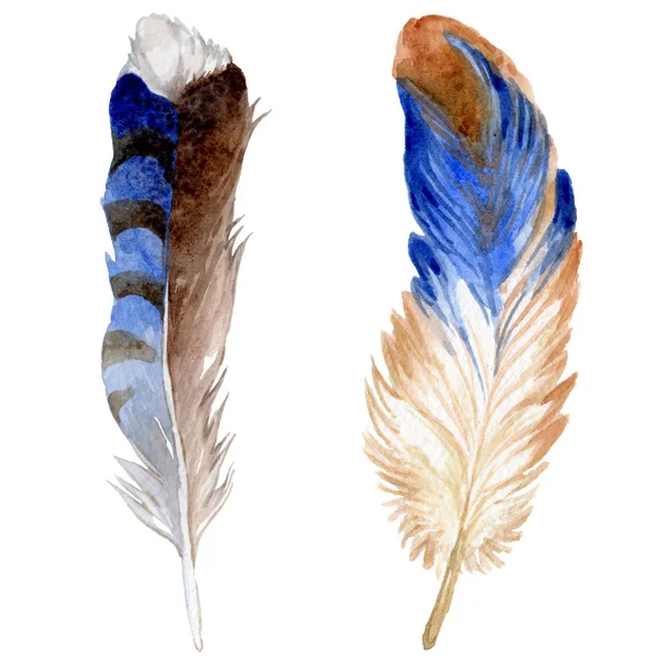 Suluboya kuş tüyü izole kanat üzerinden.