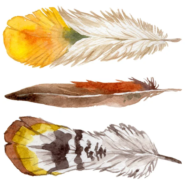 Suluboya kuş tüyü izole kanat üzerinden.