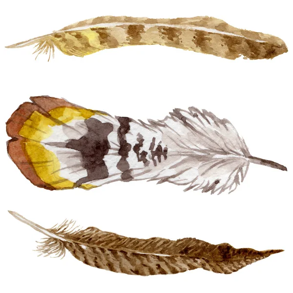 Suluboya kuş tüyü izole kanat üzerinden.