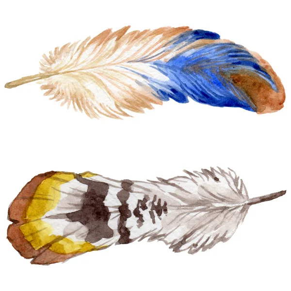 Suluboya kuş tüyü izole kanat üzerinden.