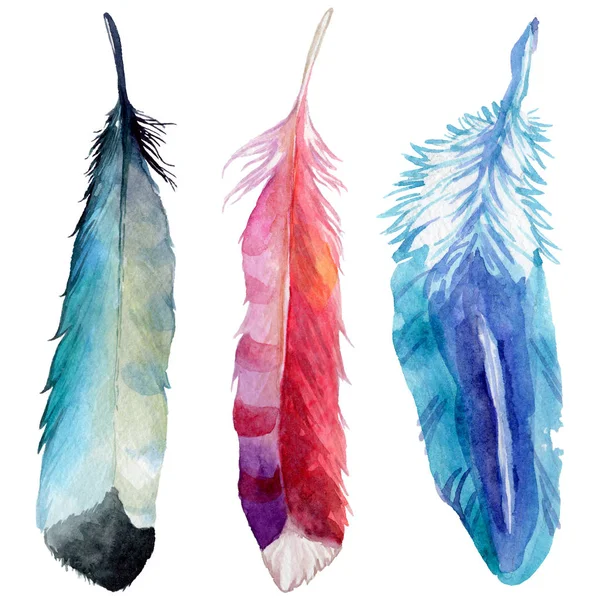 Watercolor bird feather from wing isolated. — Stock Photo, Image