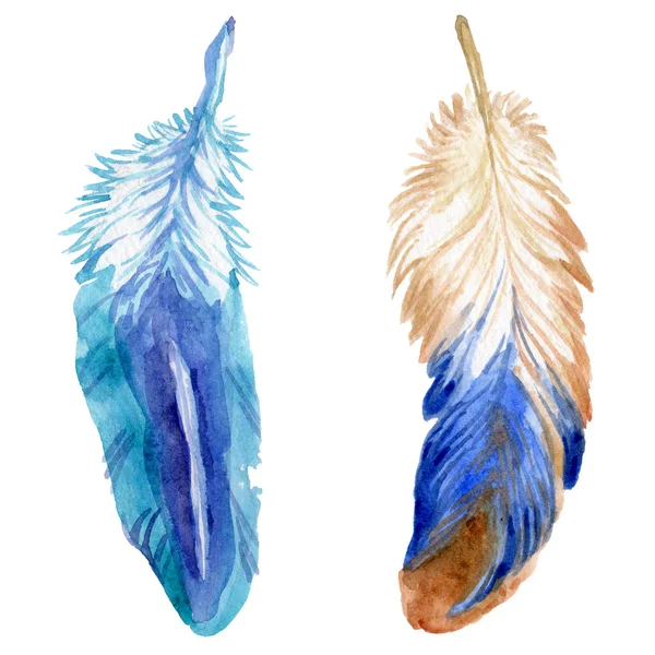 Suluboya kuş tüyü izole kanat üzerinden.