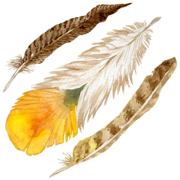 Suluboya kuş tüyü izole kanat üzerinden.