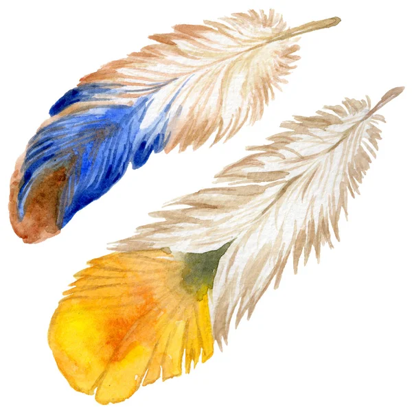 Suluboya kuş tüyü izole kanat üzerinden.
