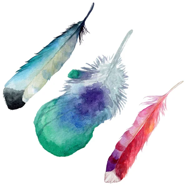 Suluboya kuş tüyü izole kanat üzerinden.