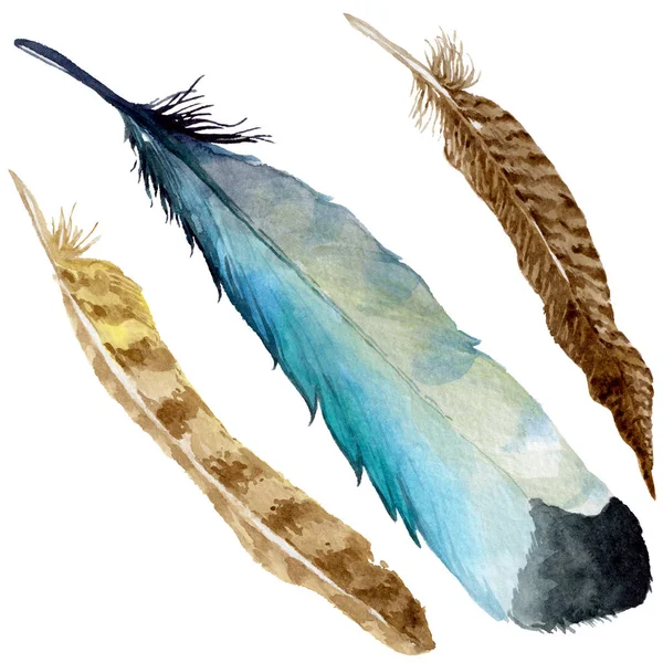 Watercolor bird feather from wing isolated. — Stock Photo, Image