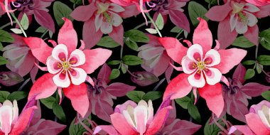 Kır çiçeği aquilegia çiçek deseni suluboya tarzında.