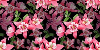 Kır çiçeği aquilegia çiçek deseni suluboya tarzında.