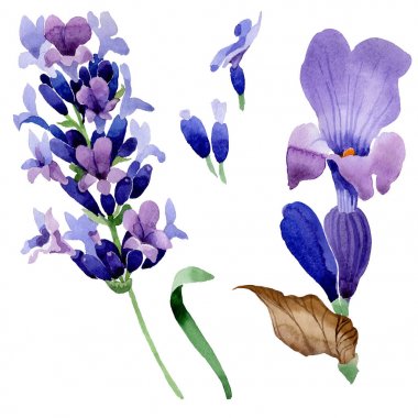 Kır çiçeği lavanta çiçek izole bir suluboya tarzında.