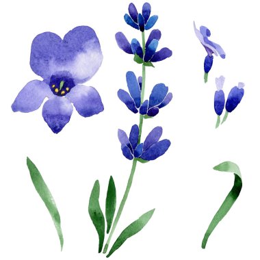 Kır çiçeği lavanta çiçek izole bir suluboya tarzında.