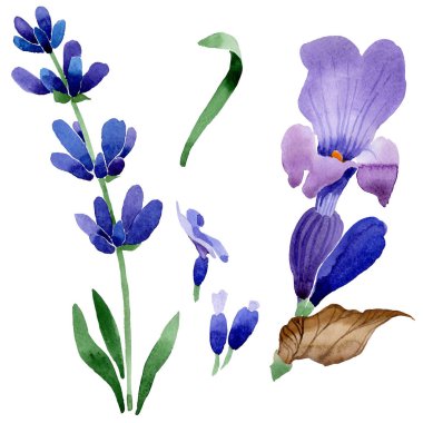 Kır çiçeği lavanta çiçek izole bir suluboya tarzında.