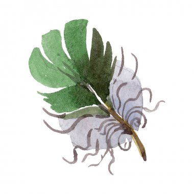 Suluboya kuş tüyü izole kanat üzerinden.