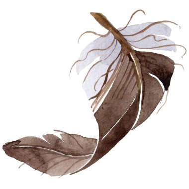 Suluboya kuş tüyü izole kanat üzerinden.