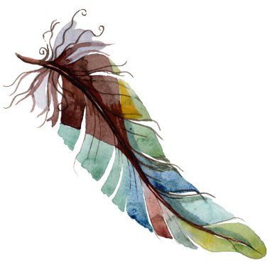 Suluboya kuş tüyü izole kanat üzerinden.
