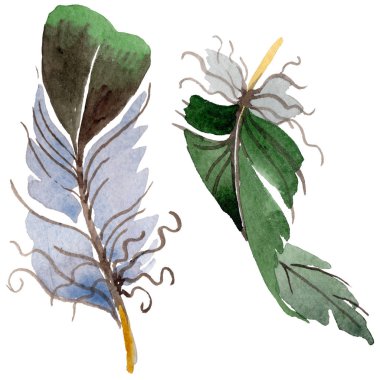 Suluboya kuş tüyü izole kanat üzerinden.