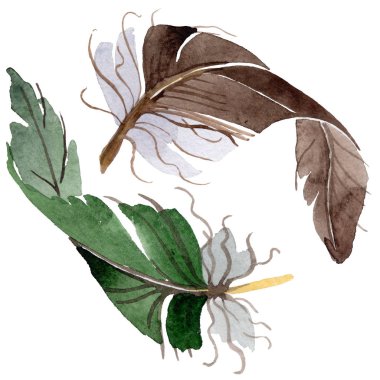 Suluboya kuş tüyü izole kanat üzerinden.