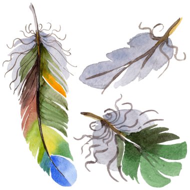 Suluboya kuş tüyü izole kanat üzerinden.