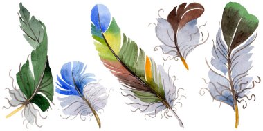 Suluboya kuş tüyü izole kanat üzerinden.