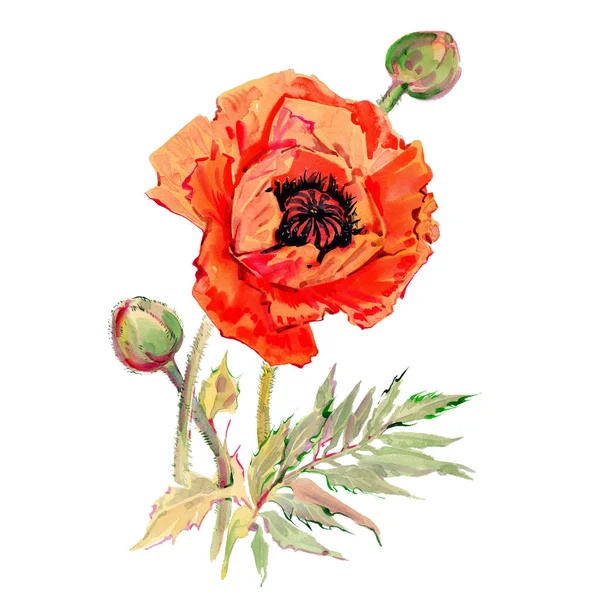 Kır çiçeği haşhaş çiçek izole bir suluboya tarzında.