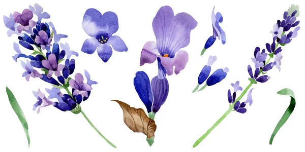 Wildflower lavender flower in a watercolor style isolated. — Stock Photo, Image