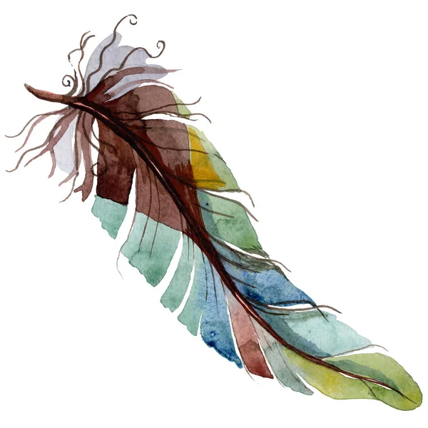 Suluboya kuş tüyü izole kanat üzerinden.