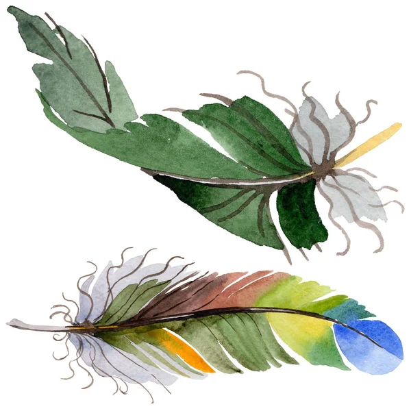 Suluboya kuş tüyü izole kanat üzerinden.