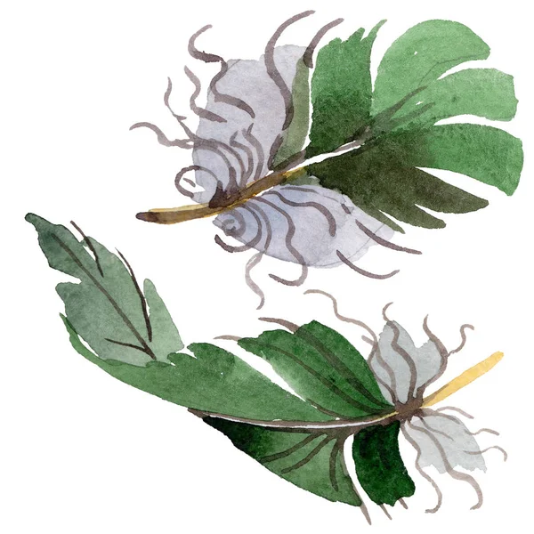 Suluboya kuş tüyü izole kanat üzerinden.