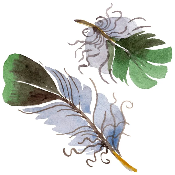 Suluboya kuş tüyü izole kanat üzerinden.