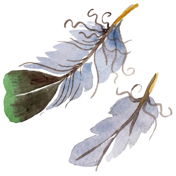 Suluboya kuş tüyü izole kanat üzerinden.