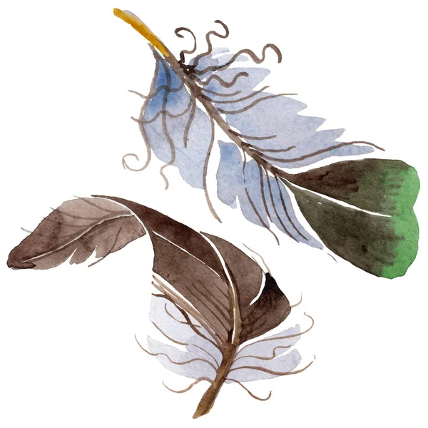 Suluboya kuş tüyü izole kanat üzerinden.