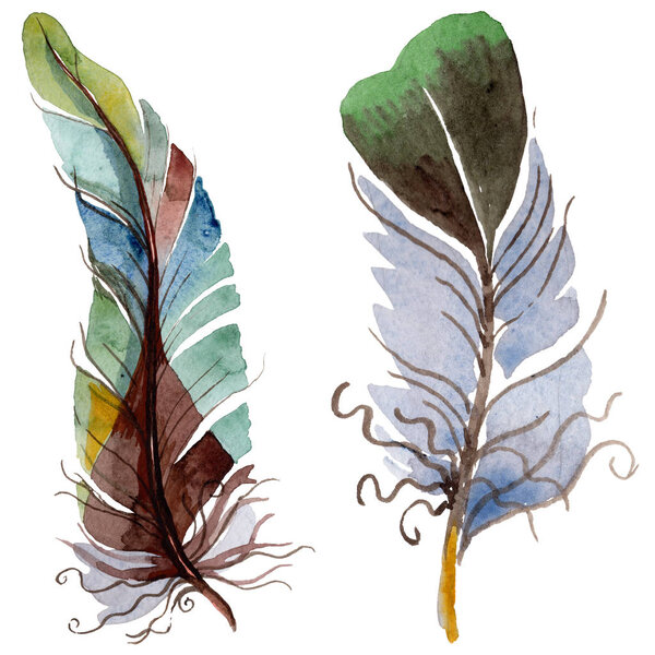 Watercolor bird feather from wing isolated.