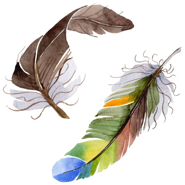 Suluboya kuş tüyü izole kanat üzerinden.
