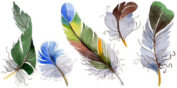 Suluboya kuş tüyü izole kanat üzerinden.