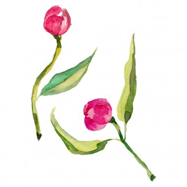 Kır çiçeği Şakayık çiçeği izole bir vektör tarzı.