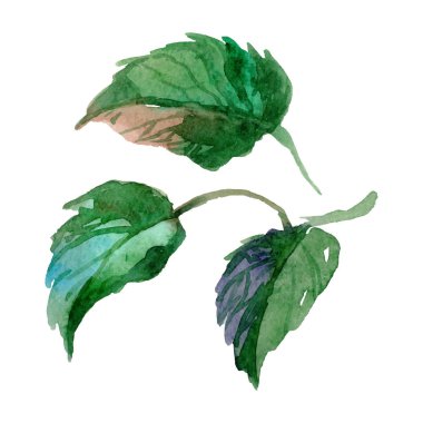 Kır çiçeği Şakayık çiçeği izole bir vektör tarzı.