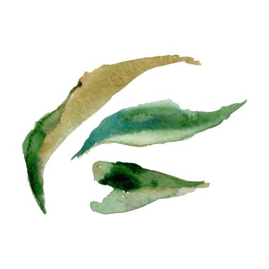 Kır çiçeği Şakayık çiçeği izole bir vektör tarzı.