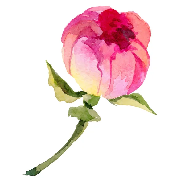 Fleur pivoine de fleurs sauvages dans un style vectoriel isolé . — Image vectorielle