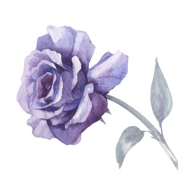 Kır çiçeği gül çiçek izole bir vektör tarzı.