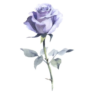 Kır çiçeği gül çiçek izole bir vektör tarzı.