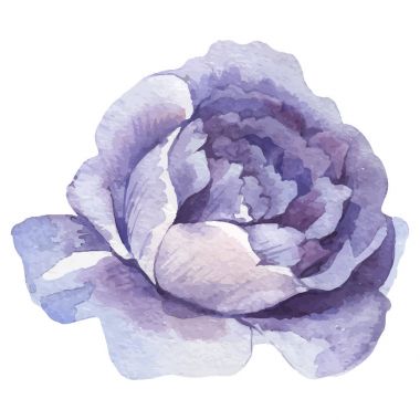 Kır çiçeği gül çiçek izole bir vektör tarzı.