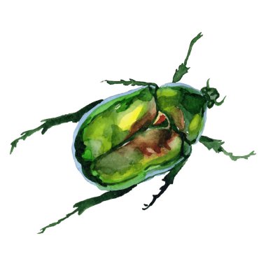 Egzotik cetoniinae izole bir vektör tarzı yabani böcek.