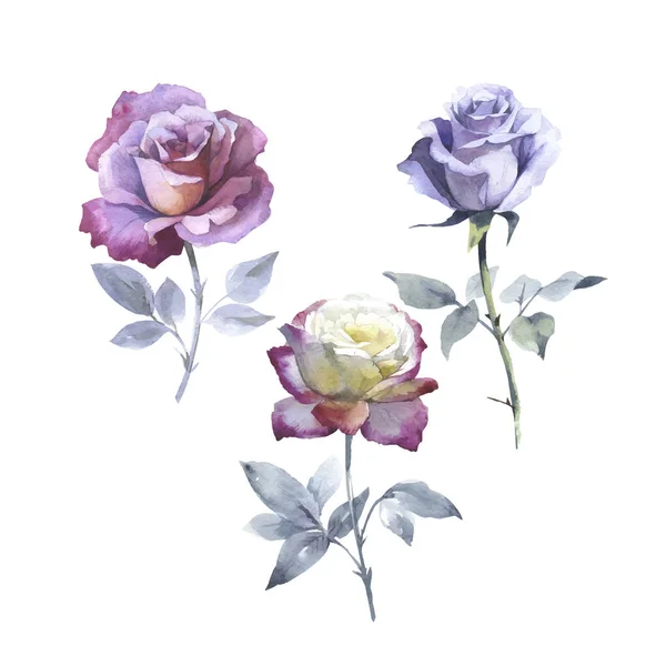 Цветок розы в векторном стиле изолирован . — стоковый вектор