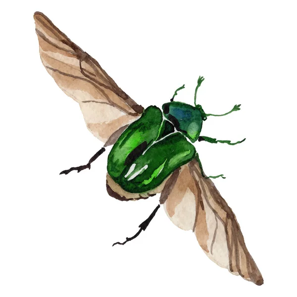 Exotic cetoniinae insecto silvestre en un estilo vectorial aislado . — Vector de stock